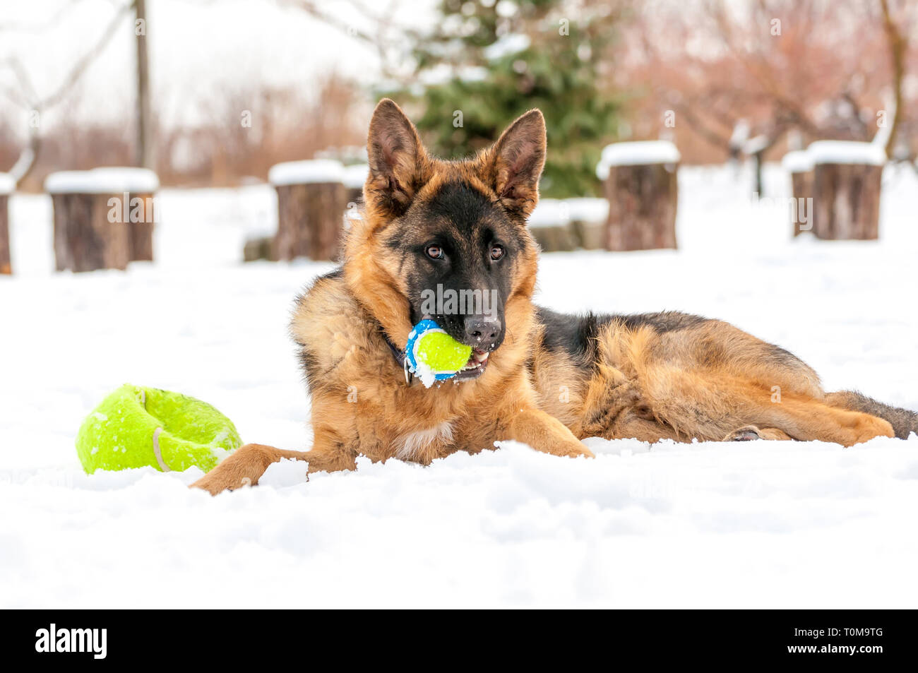 Ein schöner verspielter Schäferhund Welpe Hund spielen mit einem Tennisball im Winter im Schnee. Stockfoto