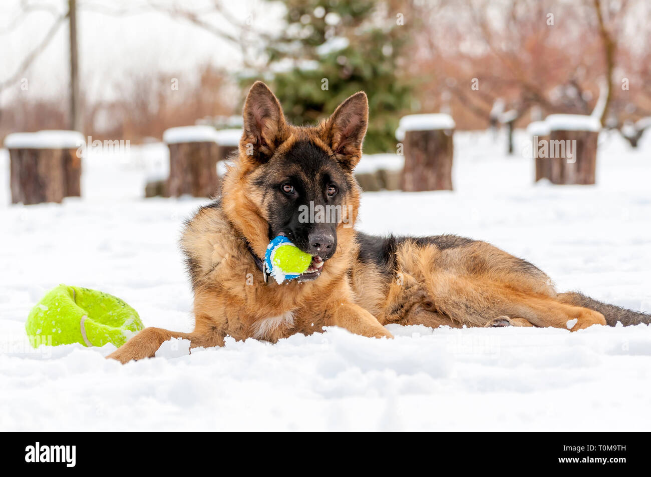 Ein schöner verspielter Schäferhund Welpe Hund spielen mit einem Tennisball im Winter im Schnee. Stockfoto