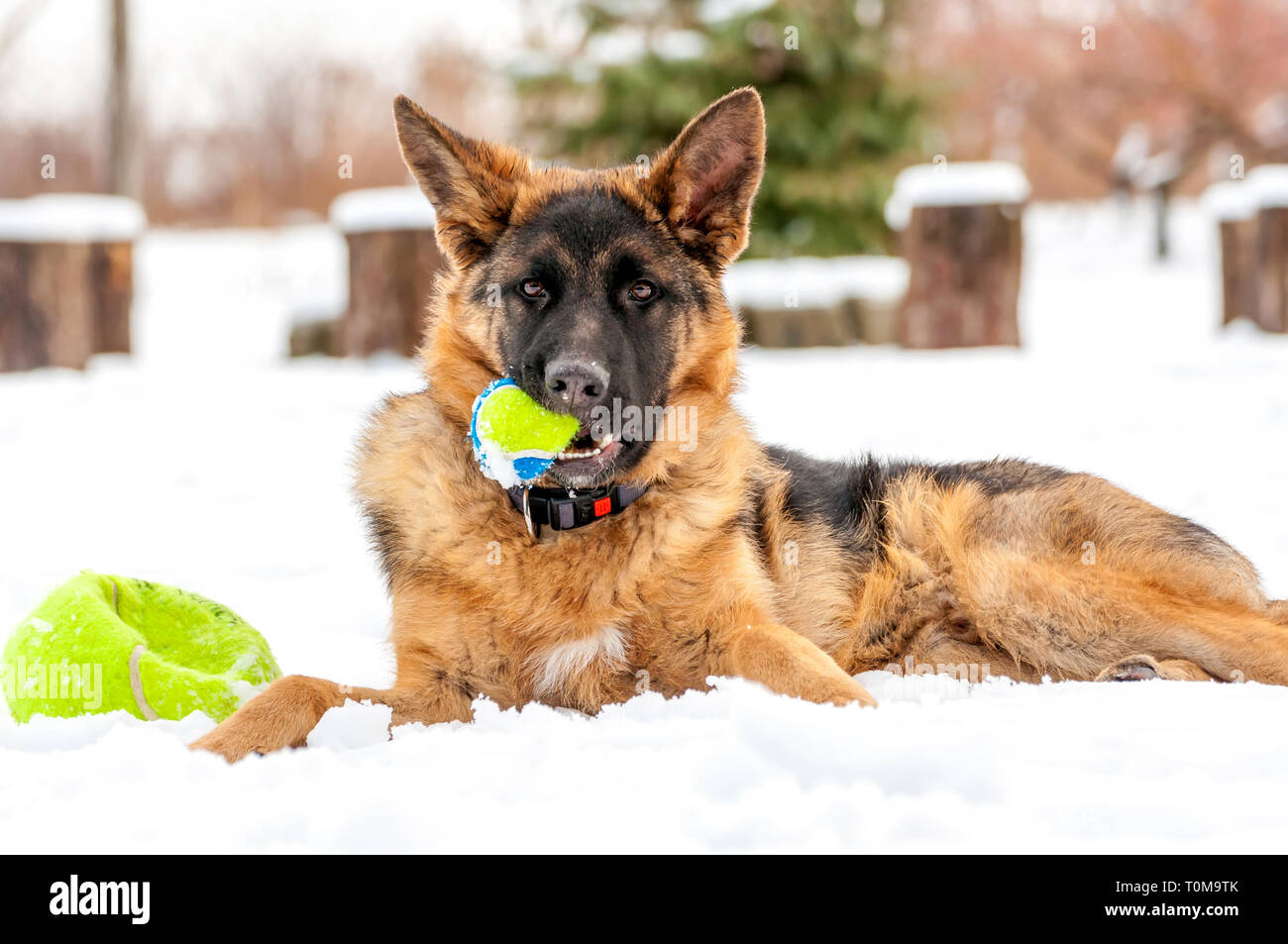 Ein schöner verspielter Schäferhund Welpe Hund spielen mit einem Tennisball im Winter im Schnee. Stockfoto