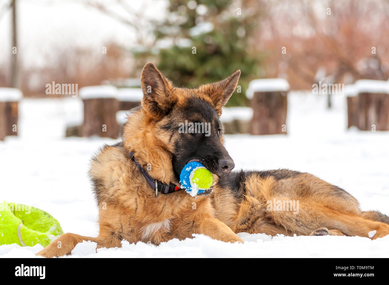 Ein schöner verspielter Schäferhund Welpe Hund spielen mit einem Tennisball im Winter im Schnee. Stockfoto