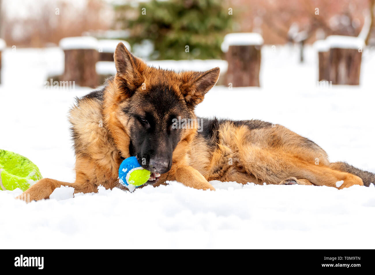 Ein schöner verspielter Schäferhund Welpe Hund spielen mit einem Tennisball im Winter im Schnee. Stockfoto