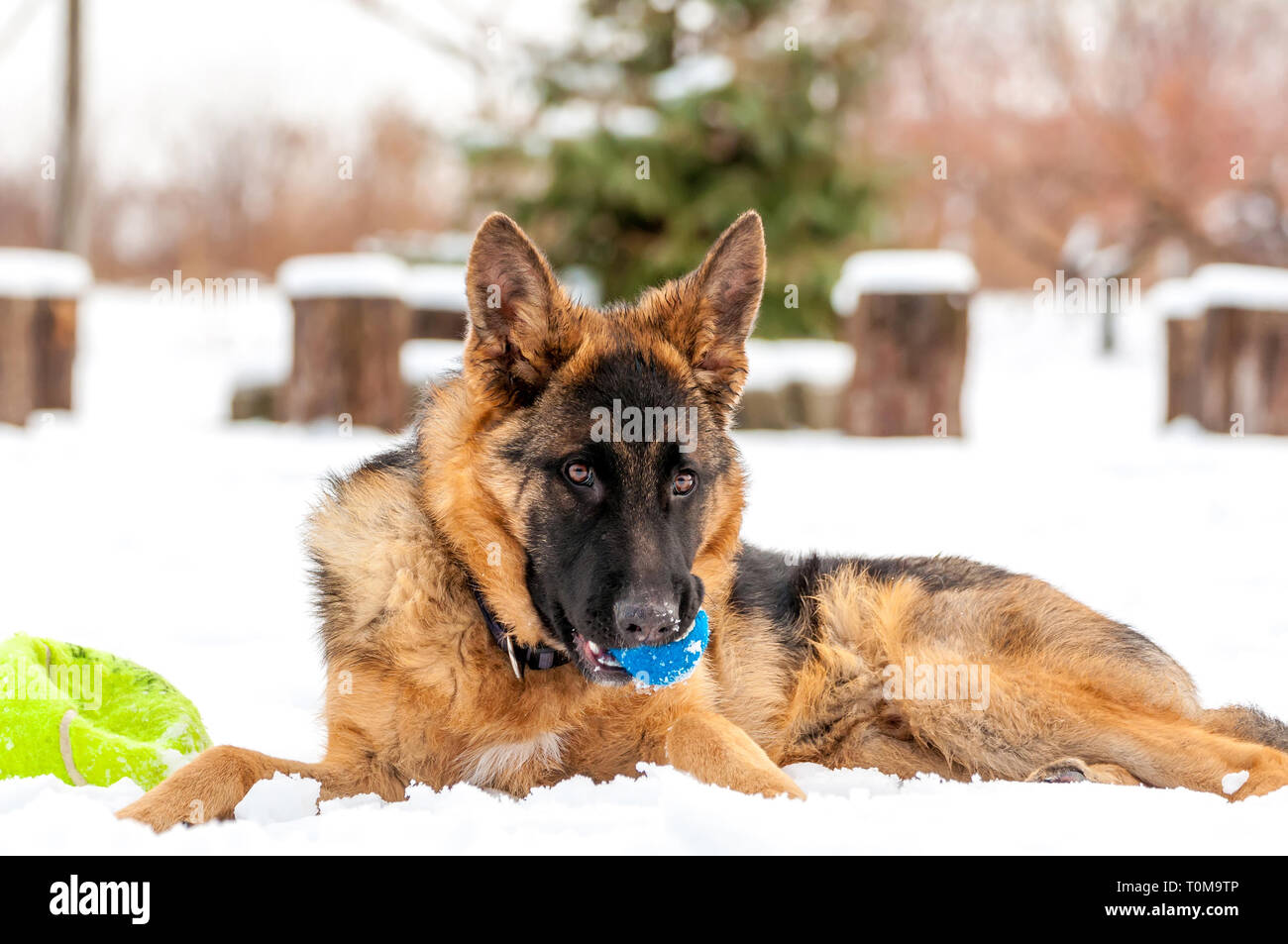 Ein schöner verspielter Schäferhund Welpe Hund spielen mit einem Tennisball im Winter im Schnee. Stockfoto
