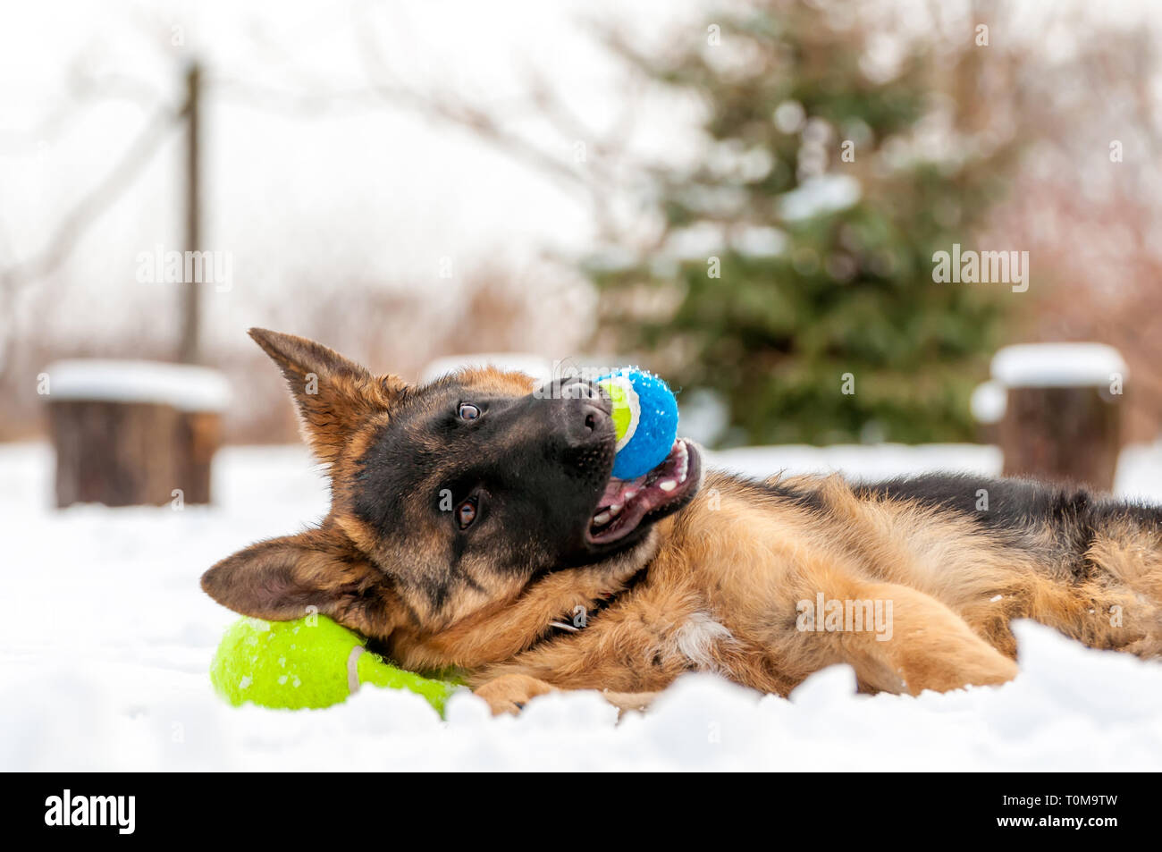 Ein schöner verspielter Schäferhund Welpe Hund spielen mit einem Tennisball im Winter im Schnee. Stockfoto