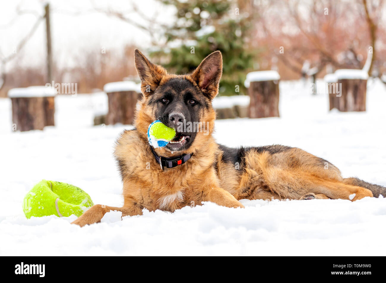 Ein schöner verspielter Schäferhund Welpe Hund spielen mit einem Tennisball im Winter im Schnee. Stockfoto
