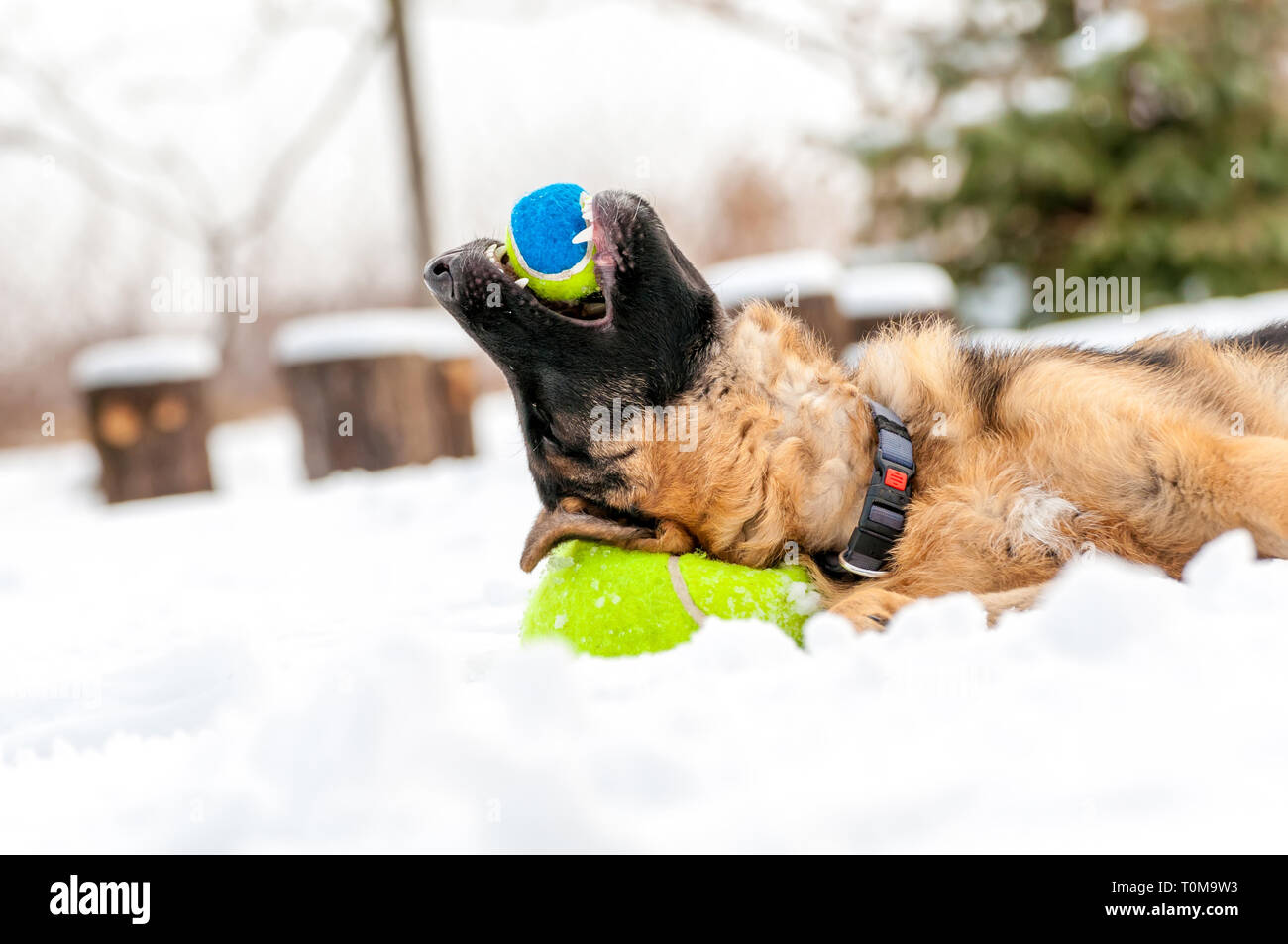 Ein schöner verspielter Schäferhund Welpe Hund spielen mit einem Tennisball im Winter im Schnee. Stockfoto