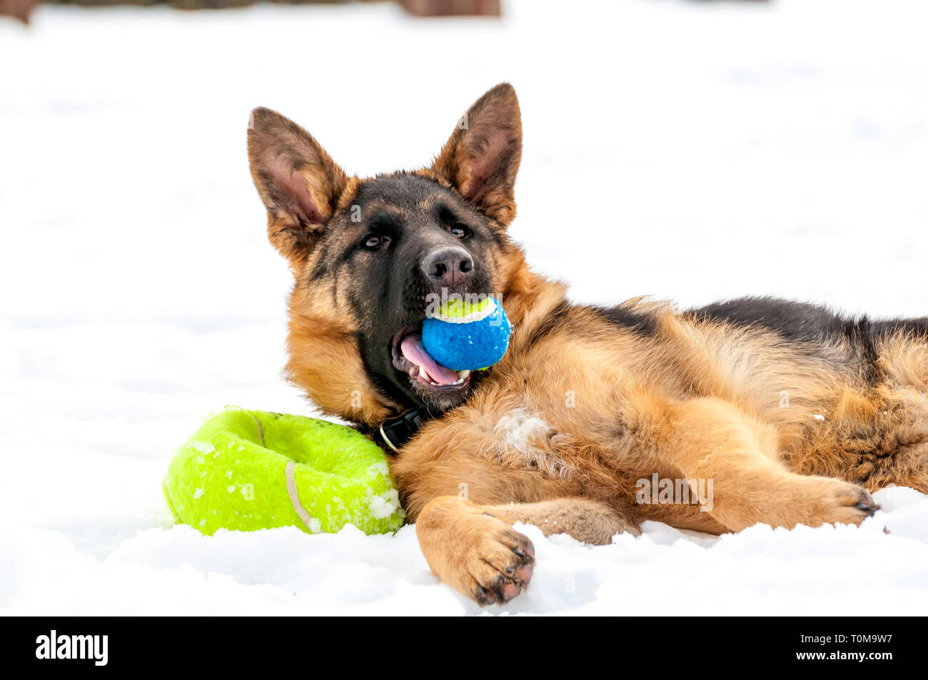 Ein schöner verspielter Schäferhund Welpe Hund spielen mit einem Tennisball im Winter im Schnee. Stockfoto
