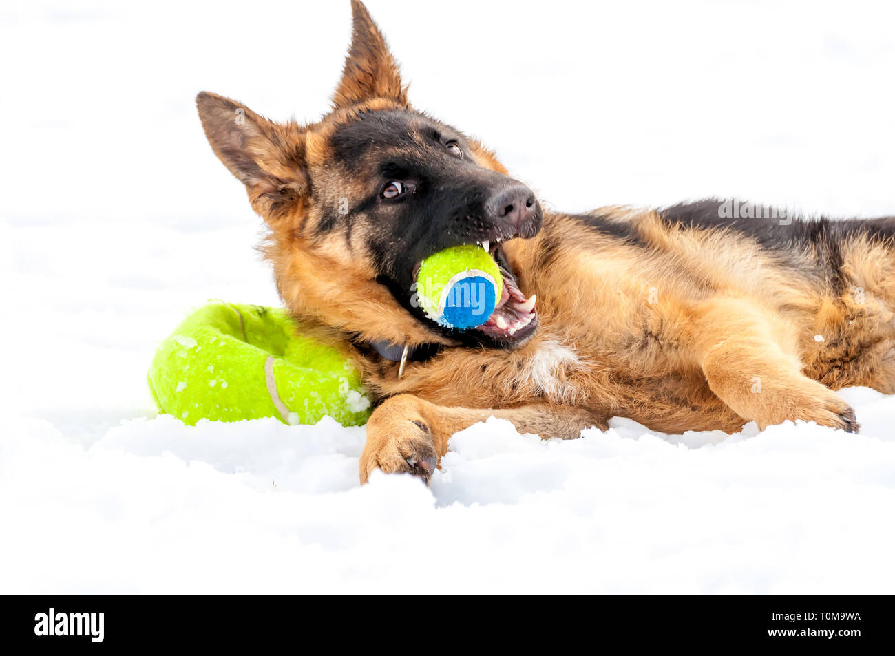 Ein schöner verspielter Schäferhund Welpe Hund spielen mit einem Tennisball im Winter im Schnee. Stockfoto