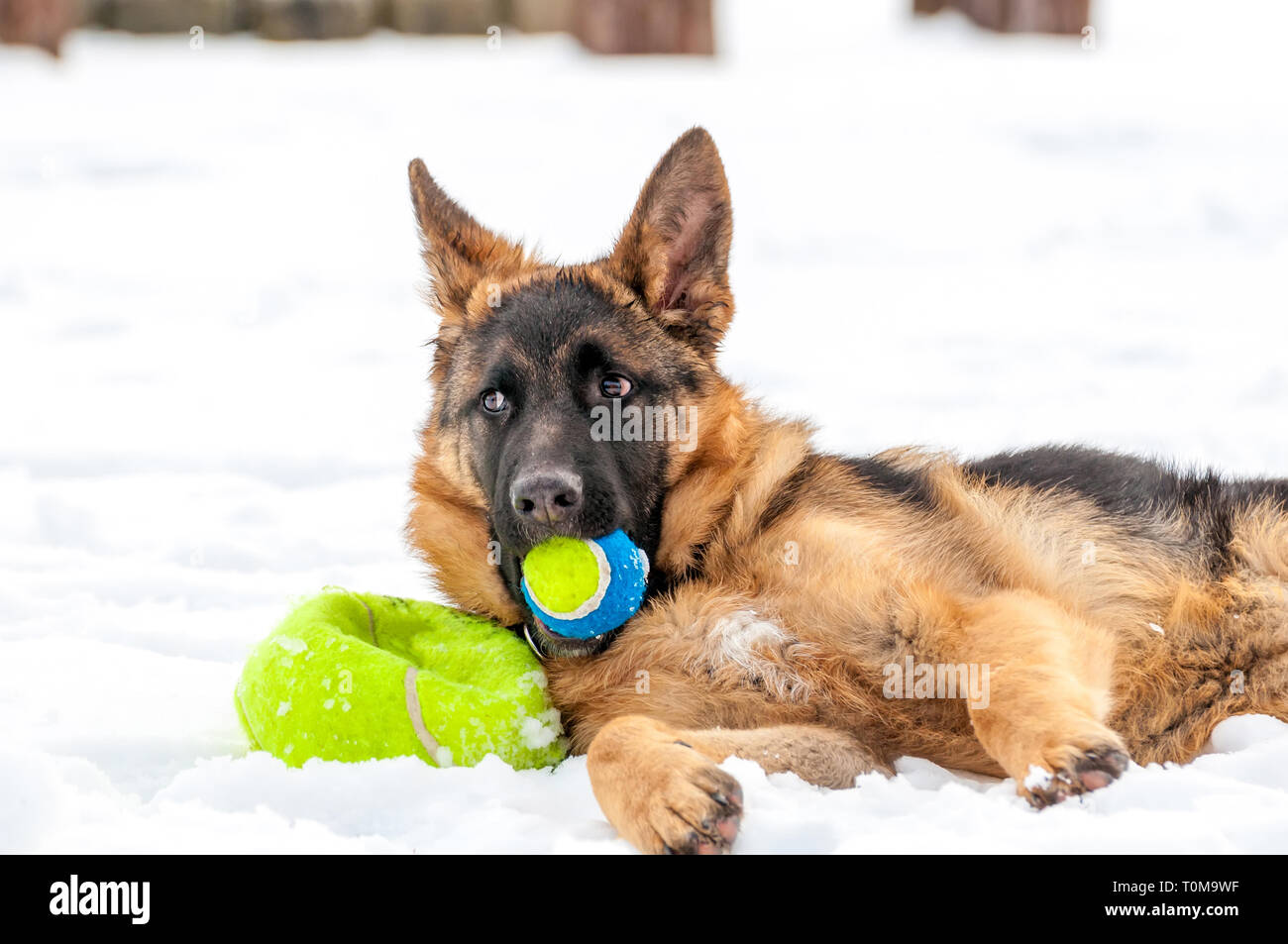 Ein schöner verspielter Schäferhund Welpe Hund spielen mit einem Tennisball im Winter im Schnee. Stockfoto