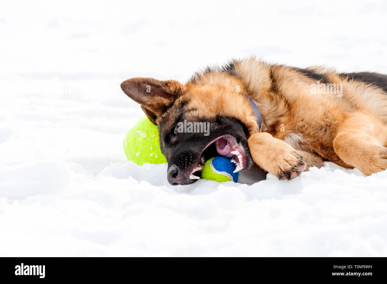 Ein schöner verspielter Schäferhund Welpe Hund spielen mit einem Tennisball im Winter im Schnee. Stockfoto