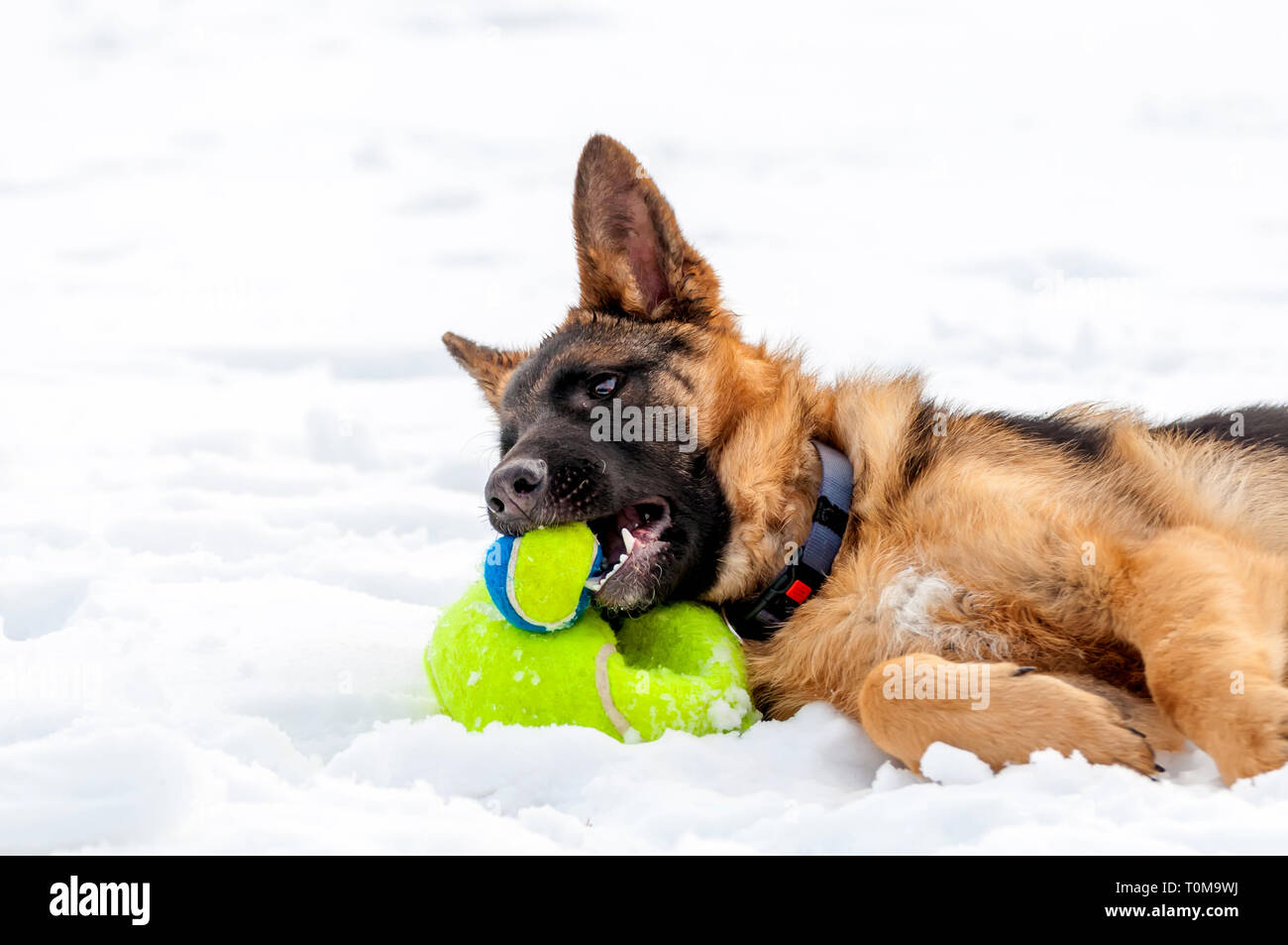 Ein schöner verspielter Schäferhund Welpe Hund spielen mit einem Tennisball im Winter im Schnee. Stockfoto