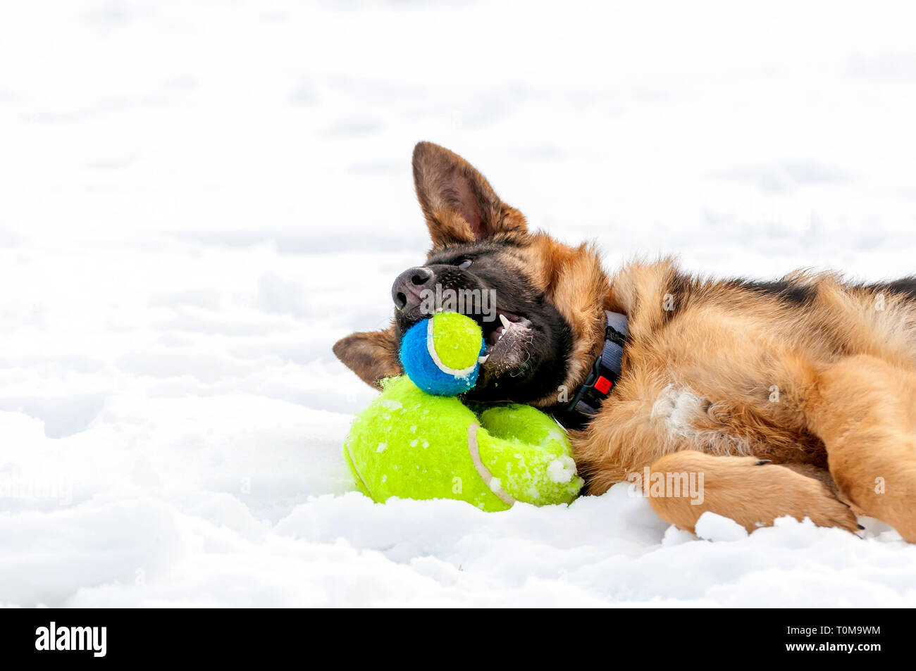 Ein schöner verspielter Schäferhund Welpe Hund spielen mit einem Tennisball im Winter im Schnee. Stockfoto