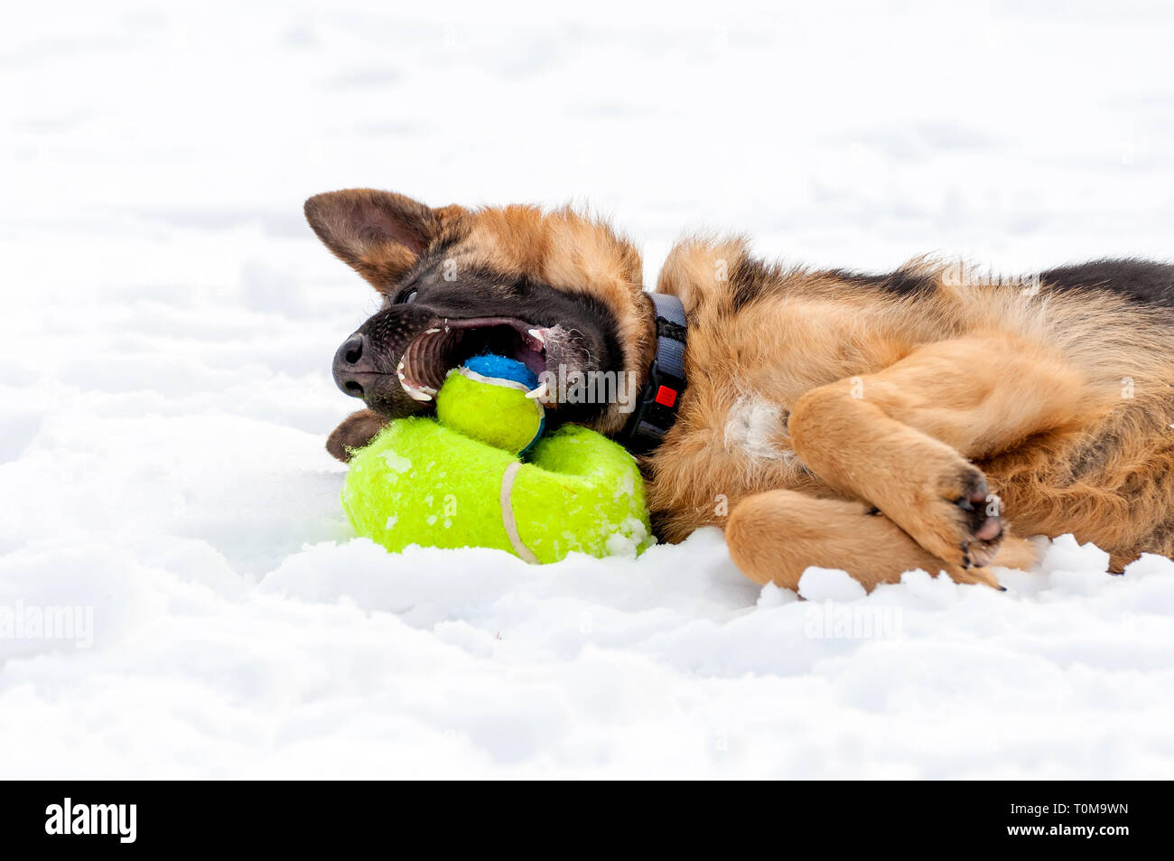 Ein schöner verspielter Schäferhund Welpe Hund spielen mit einem Tennisball im Winter im Schnee. Stockfoto