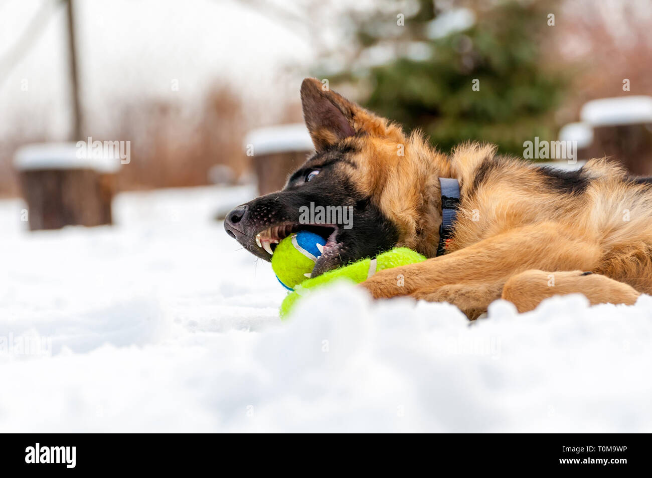 Ein schöner verspielter Schäferhund Welpe Hund spielen mit einem Tennisball im Winter im Schnee. Stockfoto