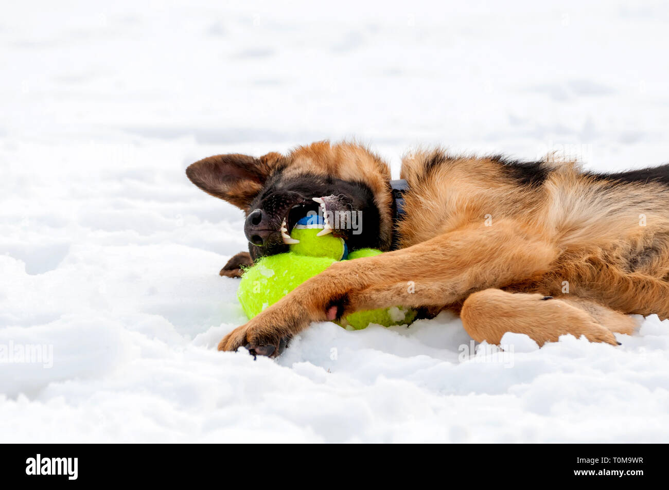 Ein schöner verspielter Schäferhund Welpe Hund spielen mit einem Tennisball im Winter im Schnee. Stockfoto