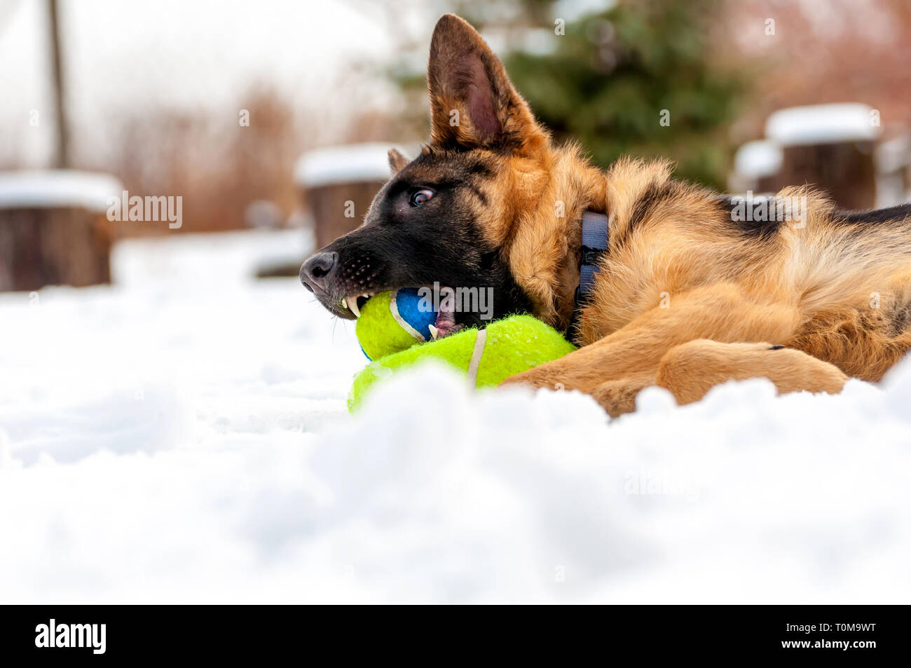 Ein schöner verspielter Schäferhund Welpe Hund spielen mit einem Tennisball im Winter im Schnee. Stockfoto