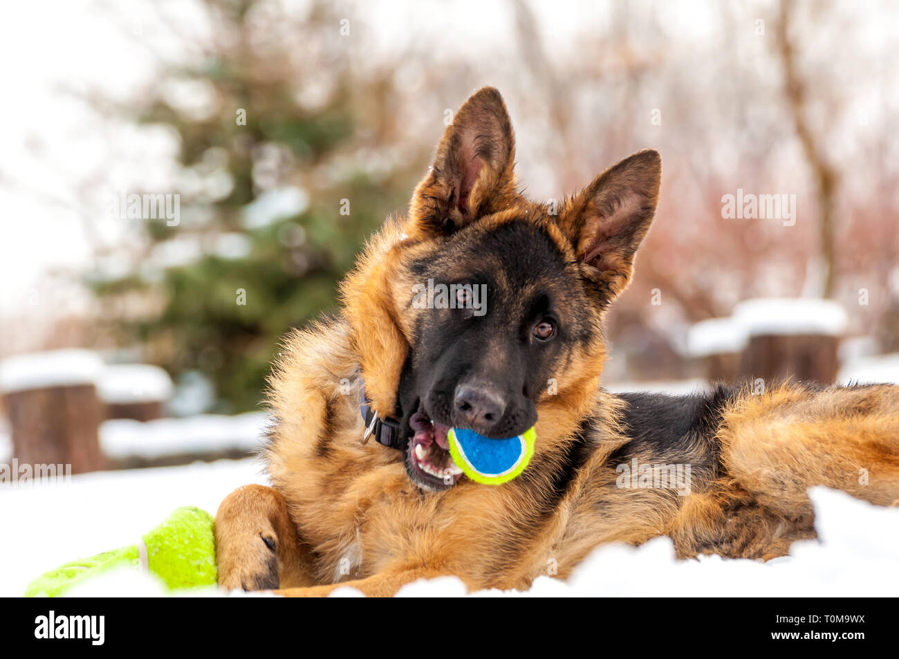 Ein schöner verspielter Schäferhund Welpe Hund spielen mit einem Tennisball im Winter im Schnee. Stockfoto