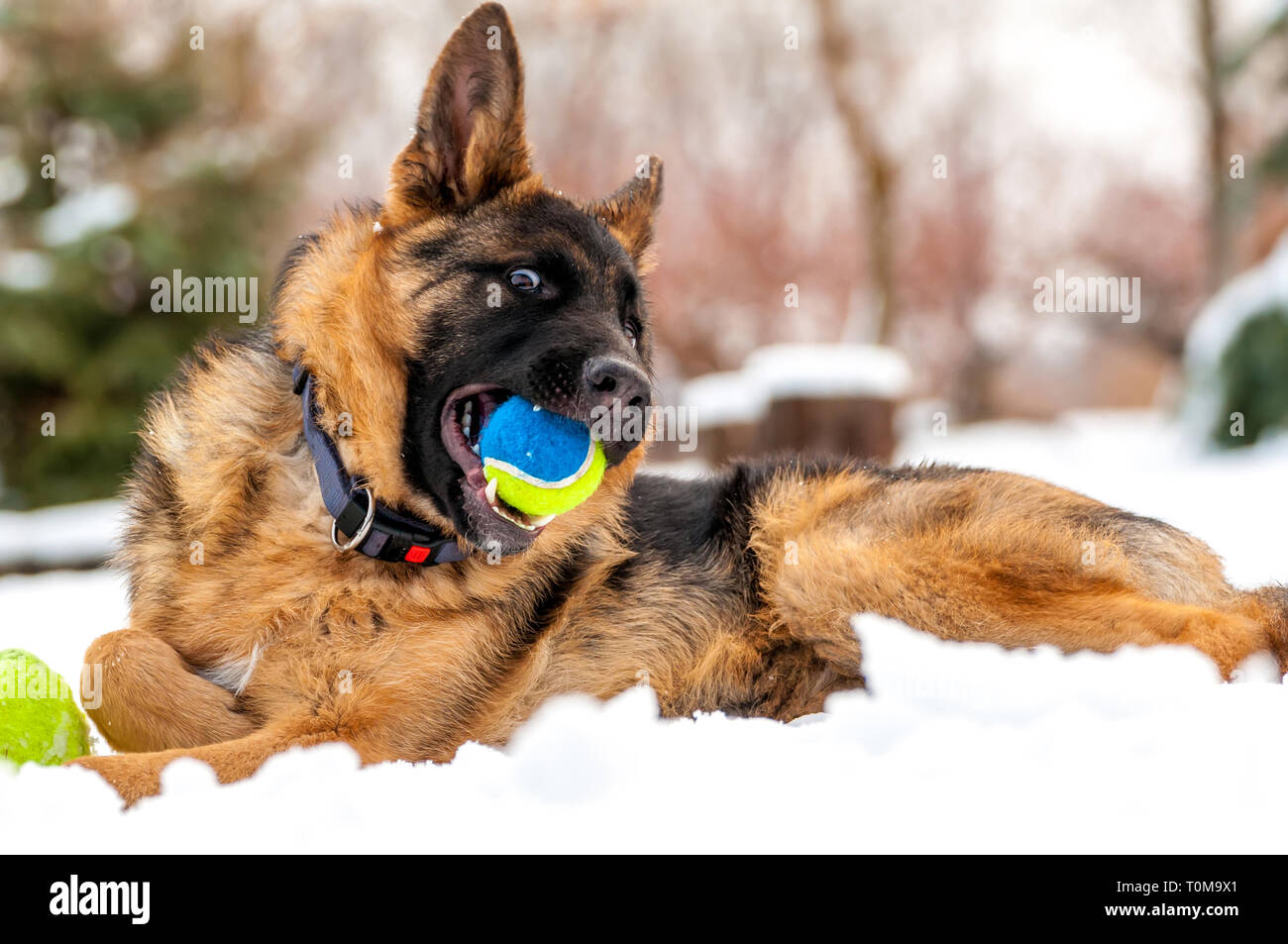 Ein schöner verspielter Schäferhund Welpe Hund spielen mit einem Tennisball im Winter im Schnee. Stockfoto