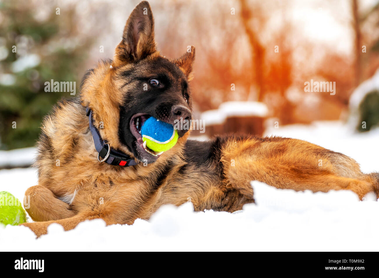 Ein schöner verspielter Schäferhund Welpe Hund spielen mit einem Tennisball im Winter im Schnee. Stockfoto