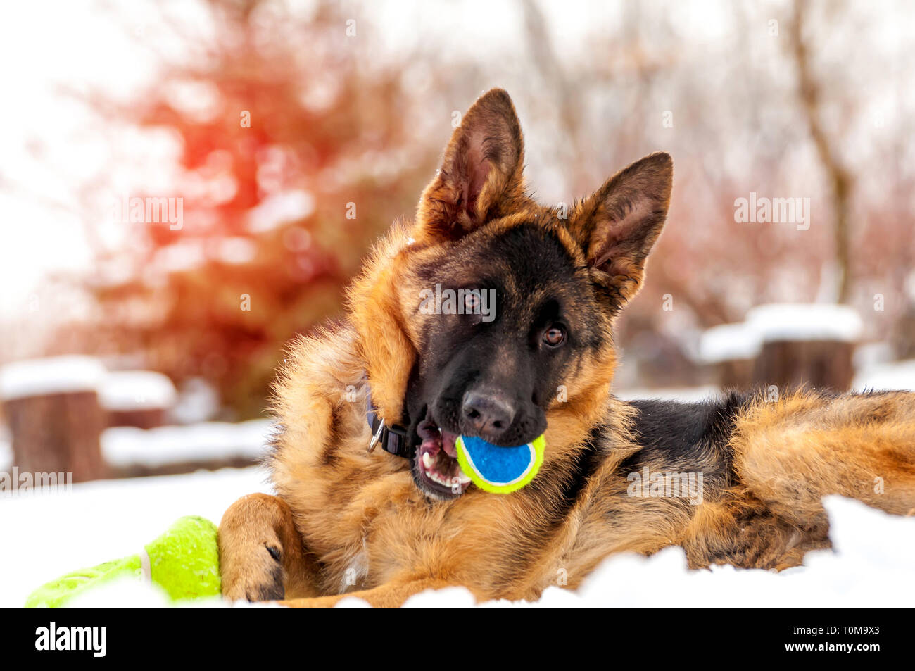Ein schöner verspielter Schäferhund Welpe Hund spielen mit einem Tennisball im Winter im Schnee. Stockfoto