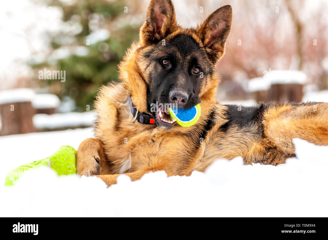 Ein schöner verspielter Schäferhund Welpe Hund spielen mit einem Tennisball im Winter im Schnee. Stockfoto