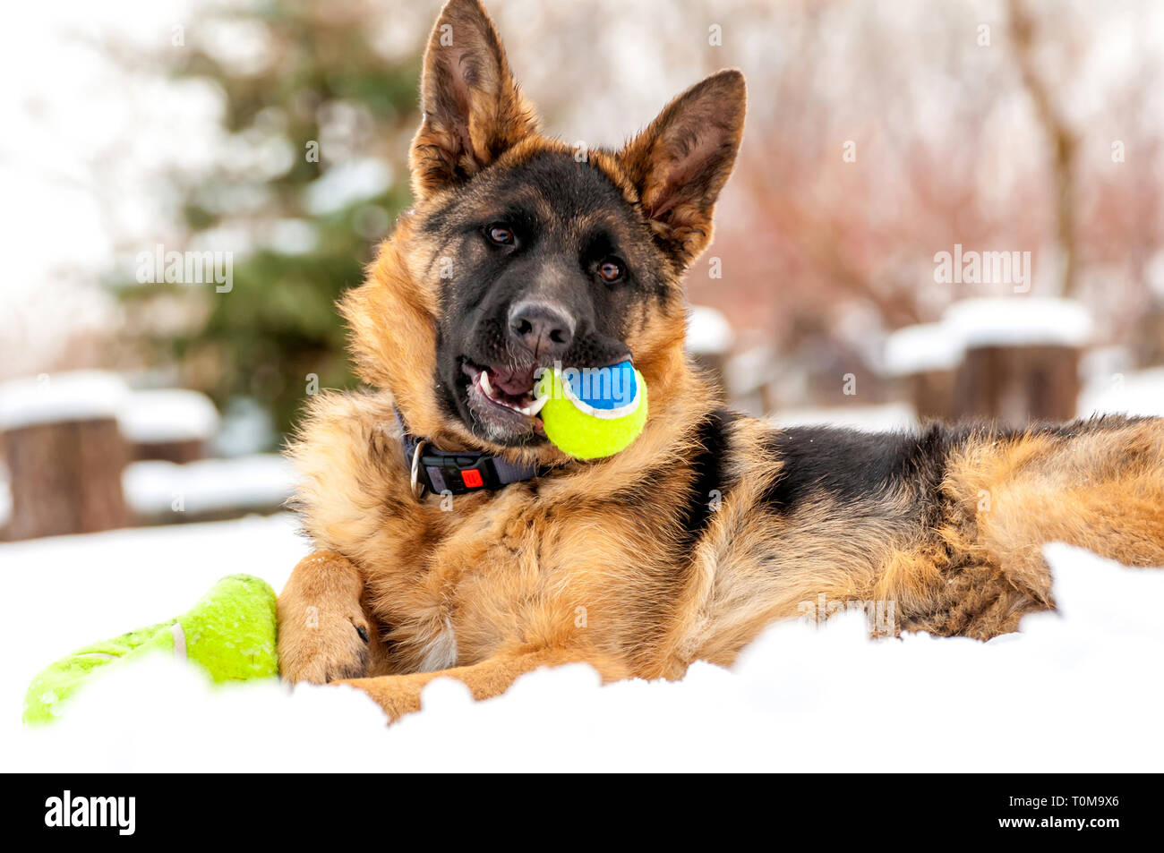 Ein schöner verspielter Schäferhund Welpe Hund spielen mit einem Tennisball im Winter im Schnee. Stockfoto