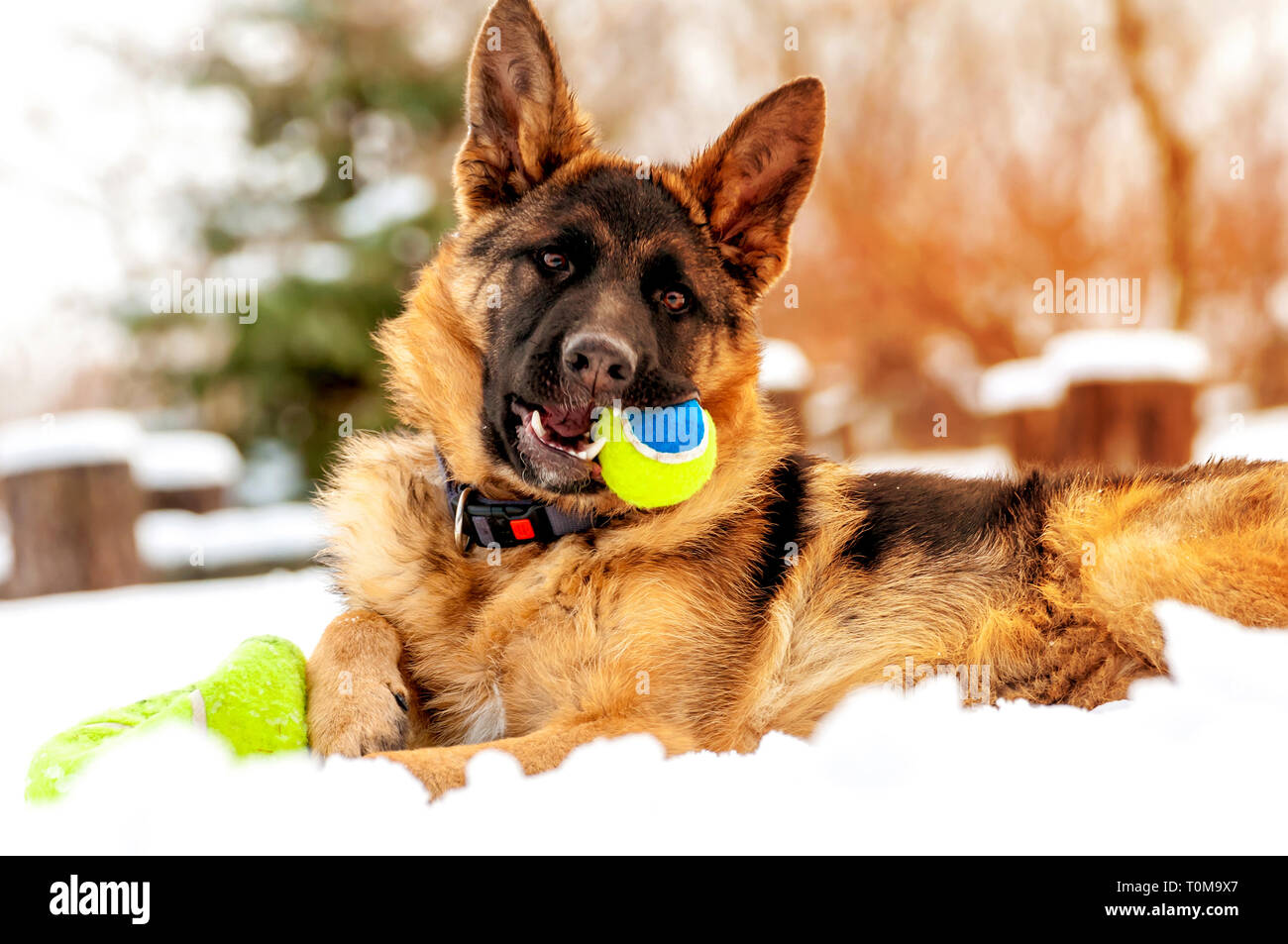 Ein schöner verspielter Schäferhund Welpe Hund spielen mit einem Tennisball im Winter im Schnee. Stockfoto