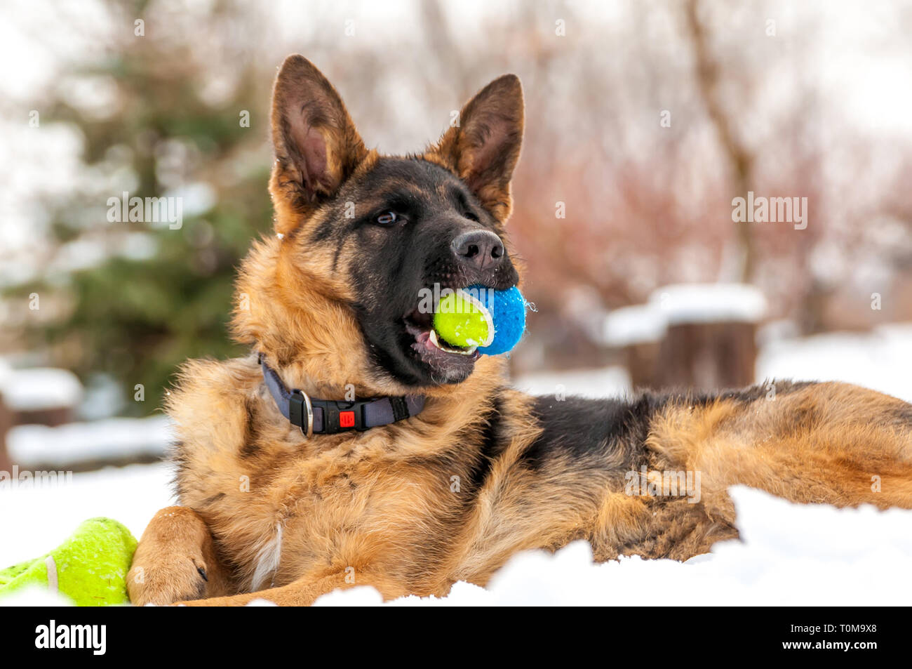 Ein schöner verspielter Schäferhund Welpe Hund spielen mit einem Tennisball im Winter im Schnee. Stockfoto