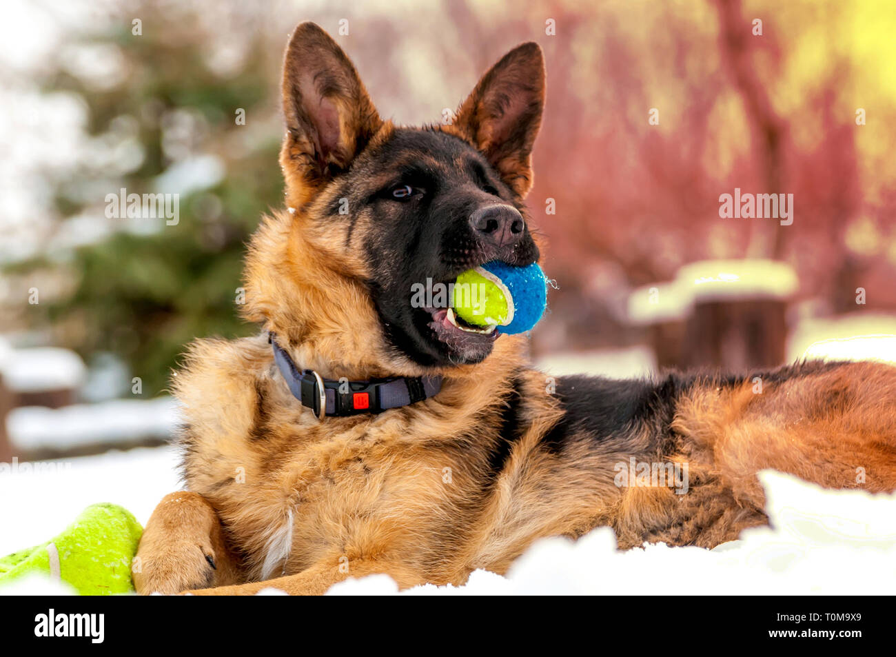 Ein schöner verspielter Schäferhund Welpe Hund spielen mit einem Tennisball im Winter im Schnee. Stockfoto