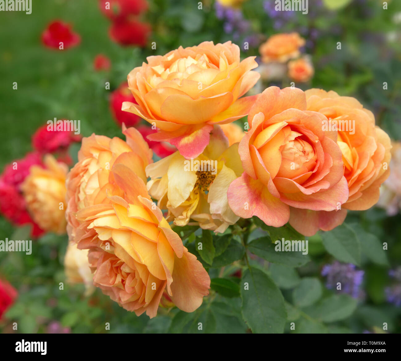 Blühende orange English Rose im Garten an einem sonnigen Tag. Austin Rose 'Lady von Shalott' Stockfoto
