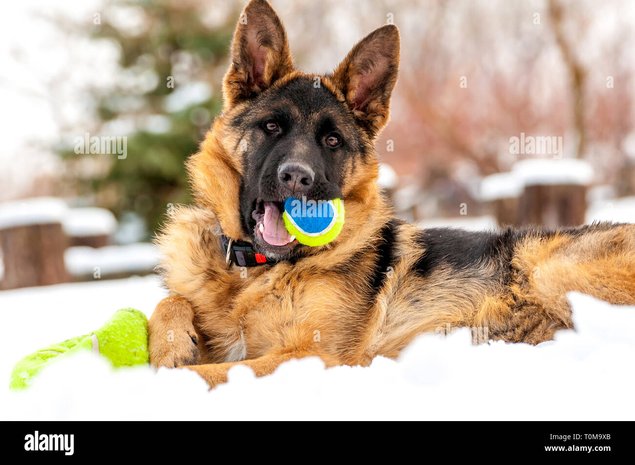 Ein schöner verspielter Schäferhund Welpe Hund spielen mit einem Tennisball im Winter im Schnee. Stockfoto