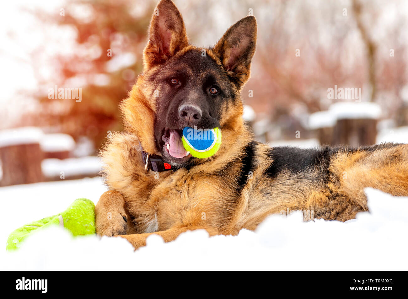 Ein schöner verspielter Schäferhund Welpe Hund spielen mit einem Tennisball im Winter im Schnee. Stockfoto