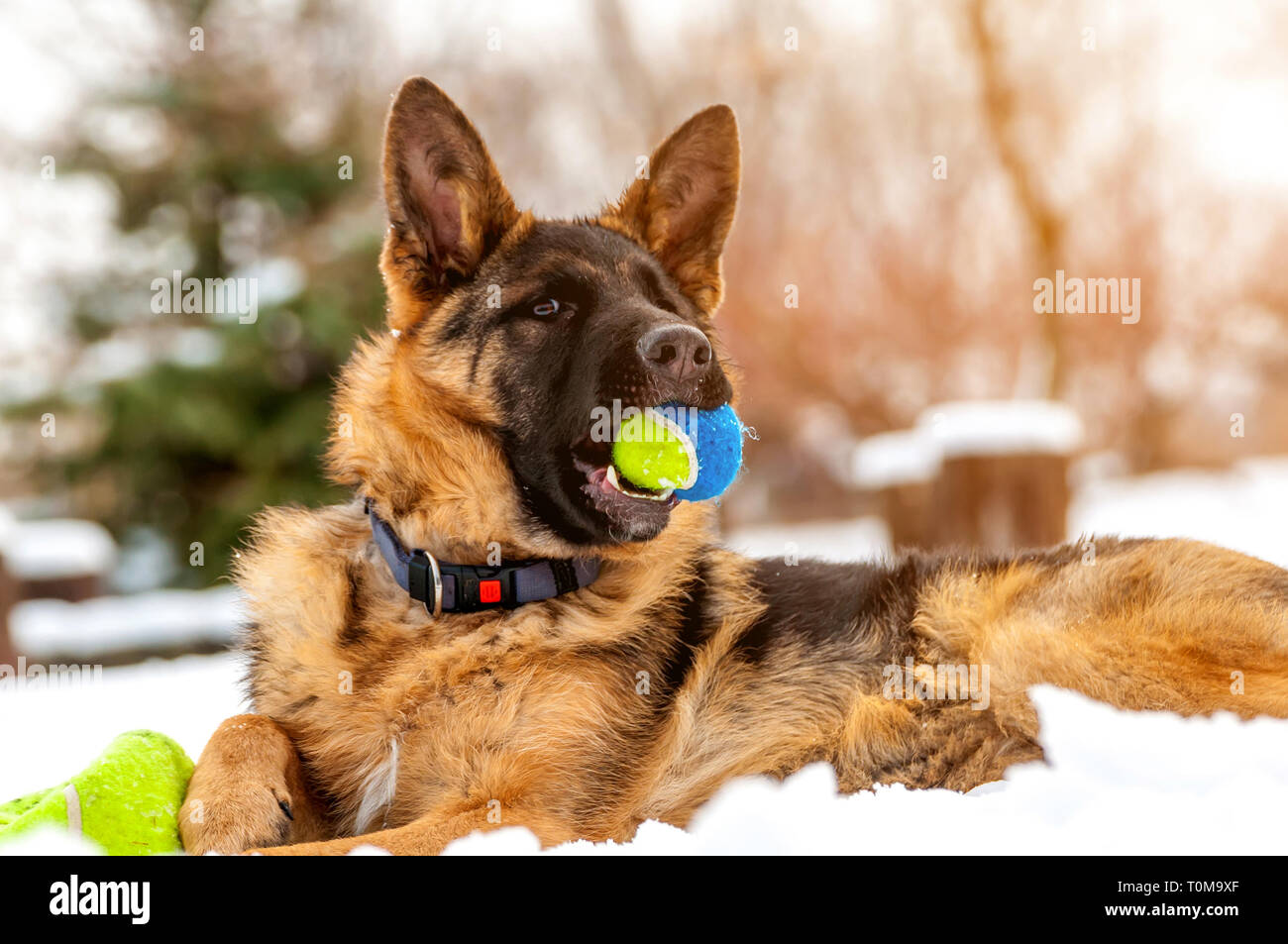 Ein schöner verspielter Schäferhund Welpe Hund spielen mit einem Tennisball im Winter im Schnee. Stockfoto