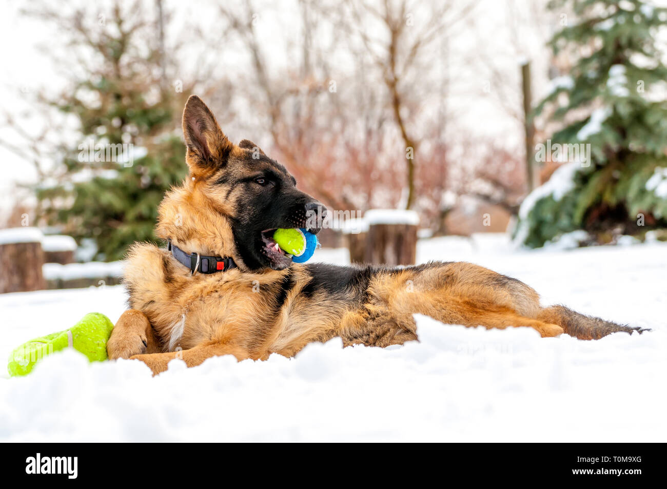 Ein schöner verspielter Schäferhund Welpe Hund spielen mit einem Tennisball im Winter im Schnee. Stockfoto