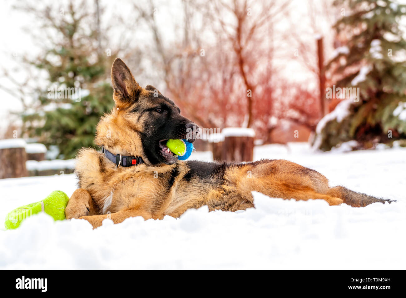 Ein schöner verspielter Schäferhund Welpe Hund spielen mit einem Tennisball im Winter im Schnee. Stockfoto
