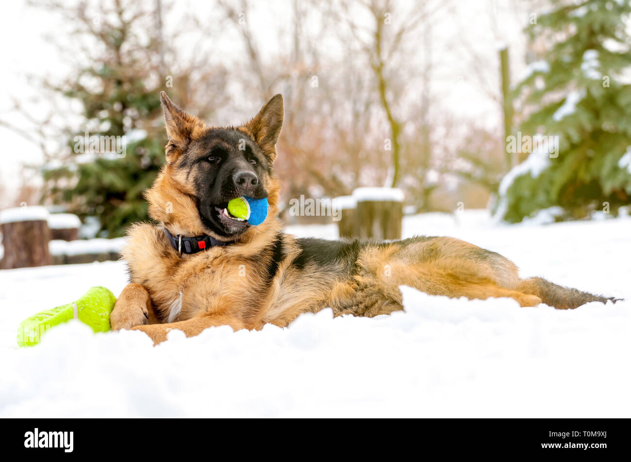Ein schöner verspielter Schäferhund Welpe Hund spielen mit einem Tennisball im Winter im Schnee. Stockfoto