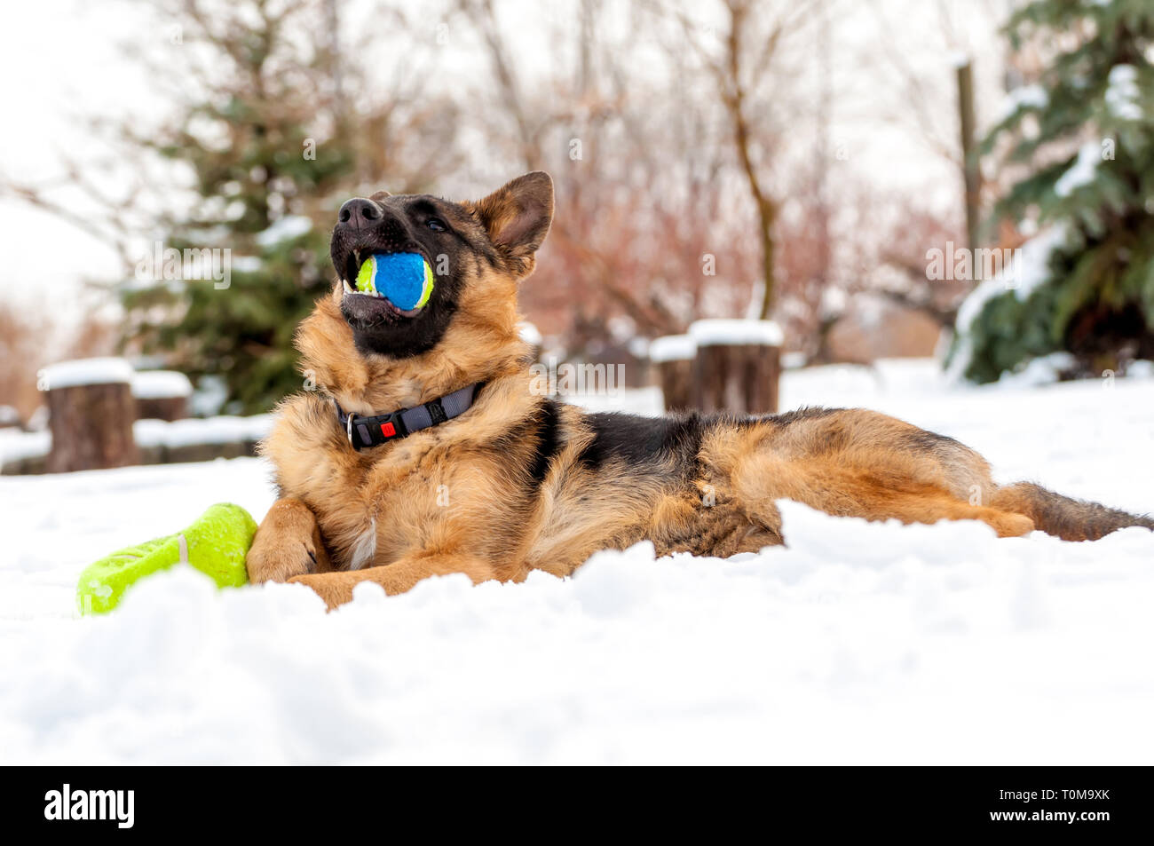 Ein schöner verspielter Schäferhund Welpe Hund spielen mit einem Tennisball im Winter im Schnee. Stockfoto