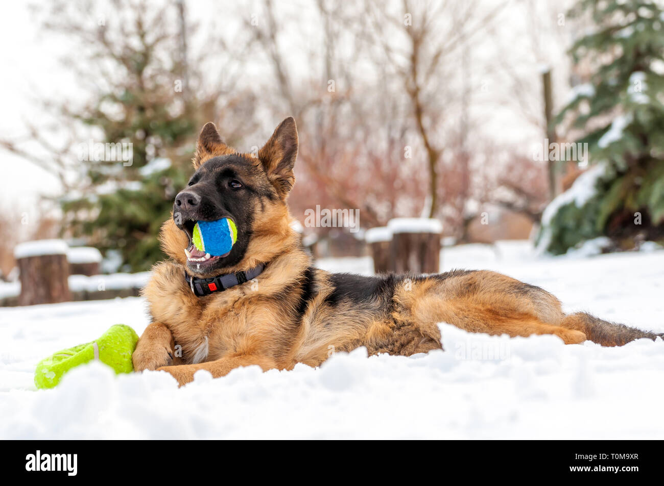 Ein schöner verspielter Schäferhund Welpe Hund spielen mit einem Tennisball im Winter im Schnee. Stockfoto