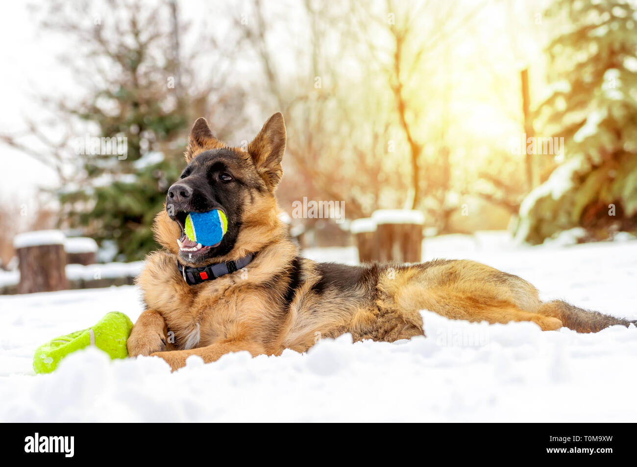 Ein schöner verspielter Schäferhund Welpe Hund spielen mit einem Tennisball im Winter im Schnee. Stockfoto