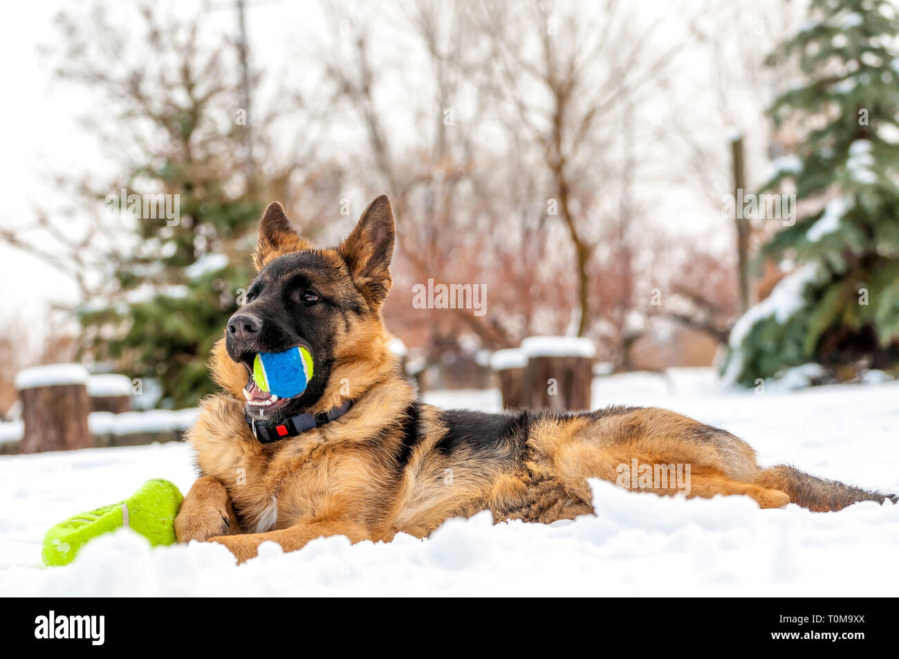 Ein schöner verspielter Schäferhund Welpe Hund spielen mit einem Tennisball im Winter im Schnee. Stockfoto