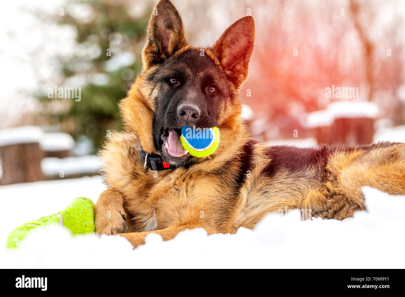 Ein schöner verspielter Schäferhund Welpe Hund spielen mit einem Tennisball im Winter im Schnee. Stockfoto
