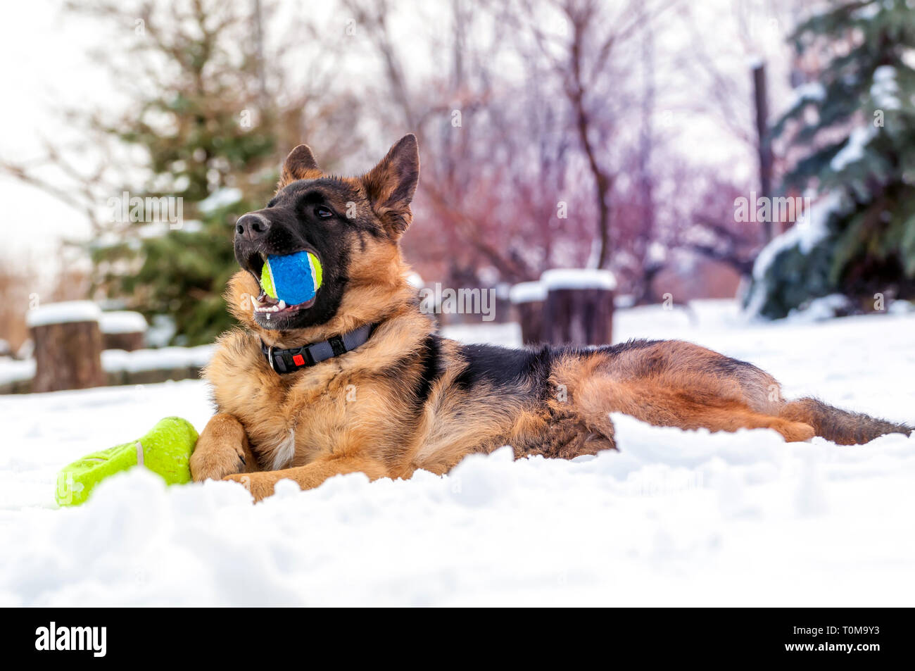 Ein schöner verspielter Schäferhund Welpe Hund spielen mit einem Tennisball im Winter im Schnee. Stockfoto