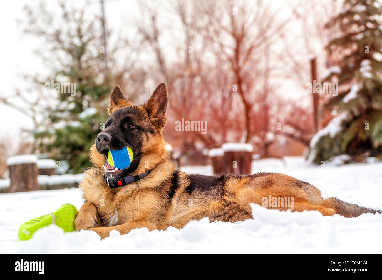 Ein schöner verspielter Schäferhund Welpe Hund spielen mit einem Tennisball im Winter im Schnee. Stockfoto