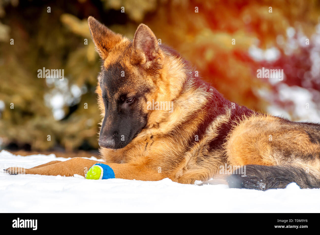 Ein schöner verspielter Schäferhund Welpe Hund spielen mit einem Tennisball im Winter im Schnee. Stockfoto