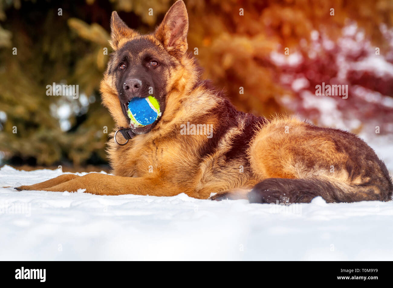 Ein schöner verspielter Schäferhund Welpe Hund spielen mit einem Tennisball im Winter im Schnee. Stockfoto