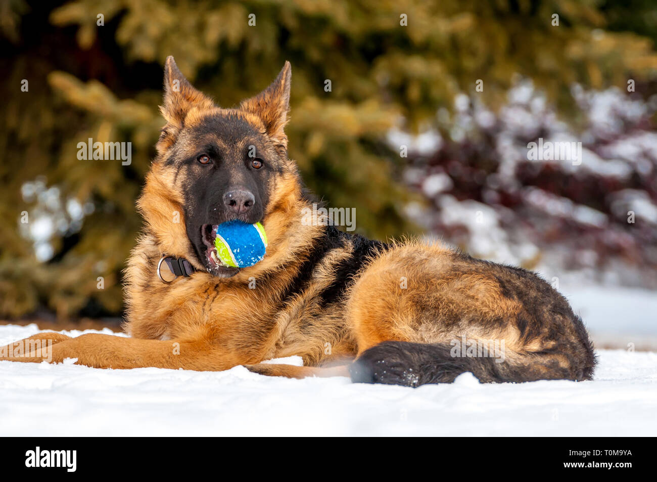 Ein schöner verspielter Schäferhund Welpe Hund spielen mit einem Tennisball im Winter im Schnee. Stockfoto
