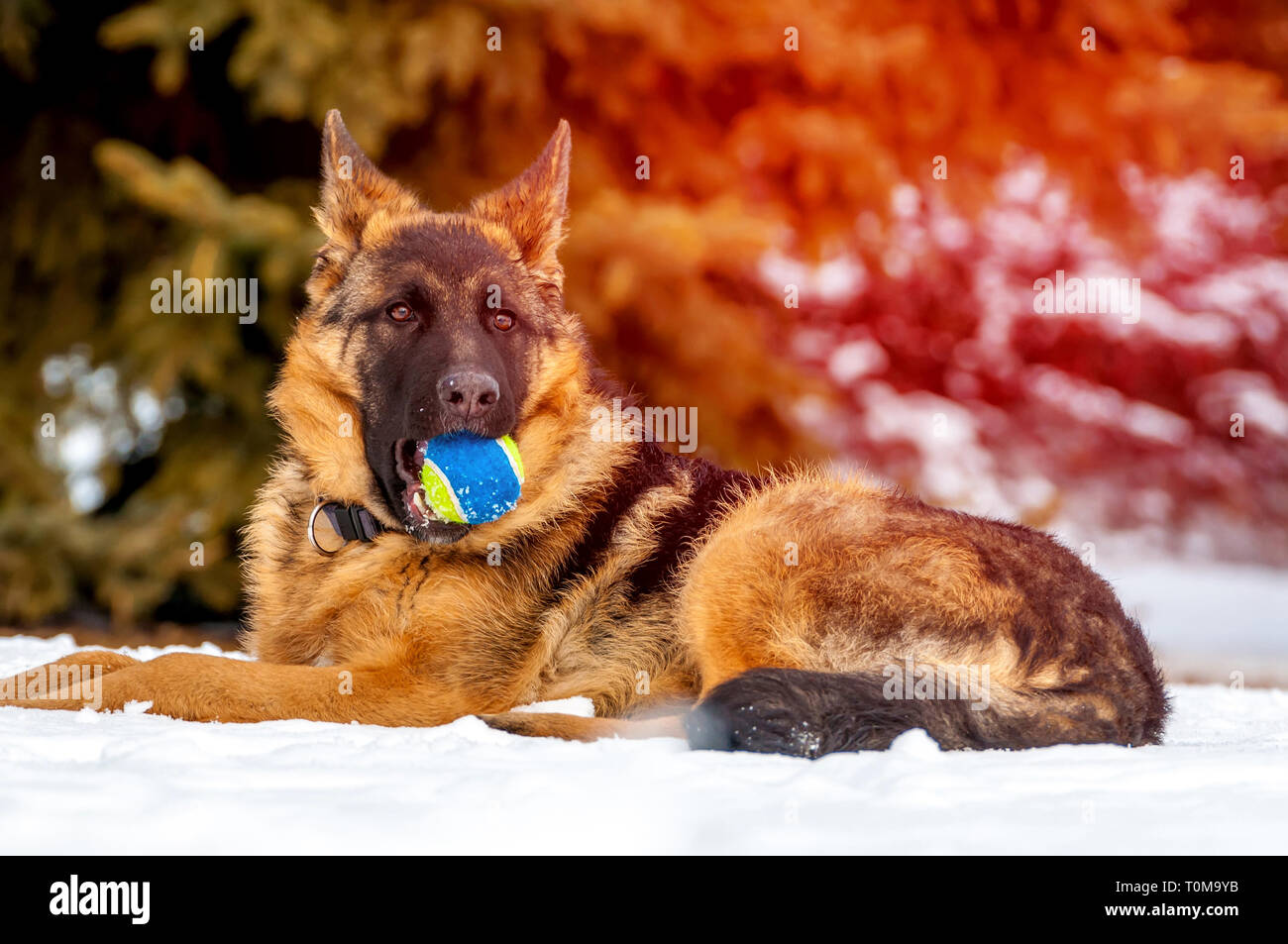 Ein schöner verspielter Schäferhund Welpe Hund spielen mit einem Tennisball im Winter im Schnee. Stockfoto