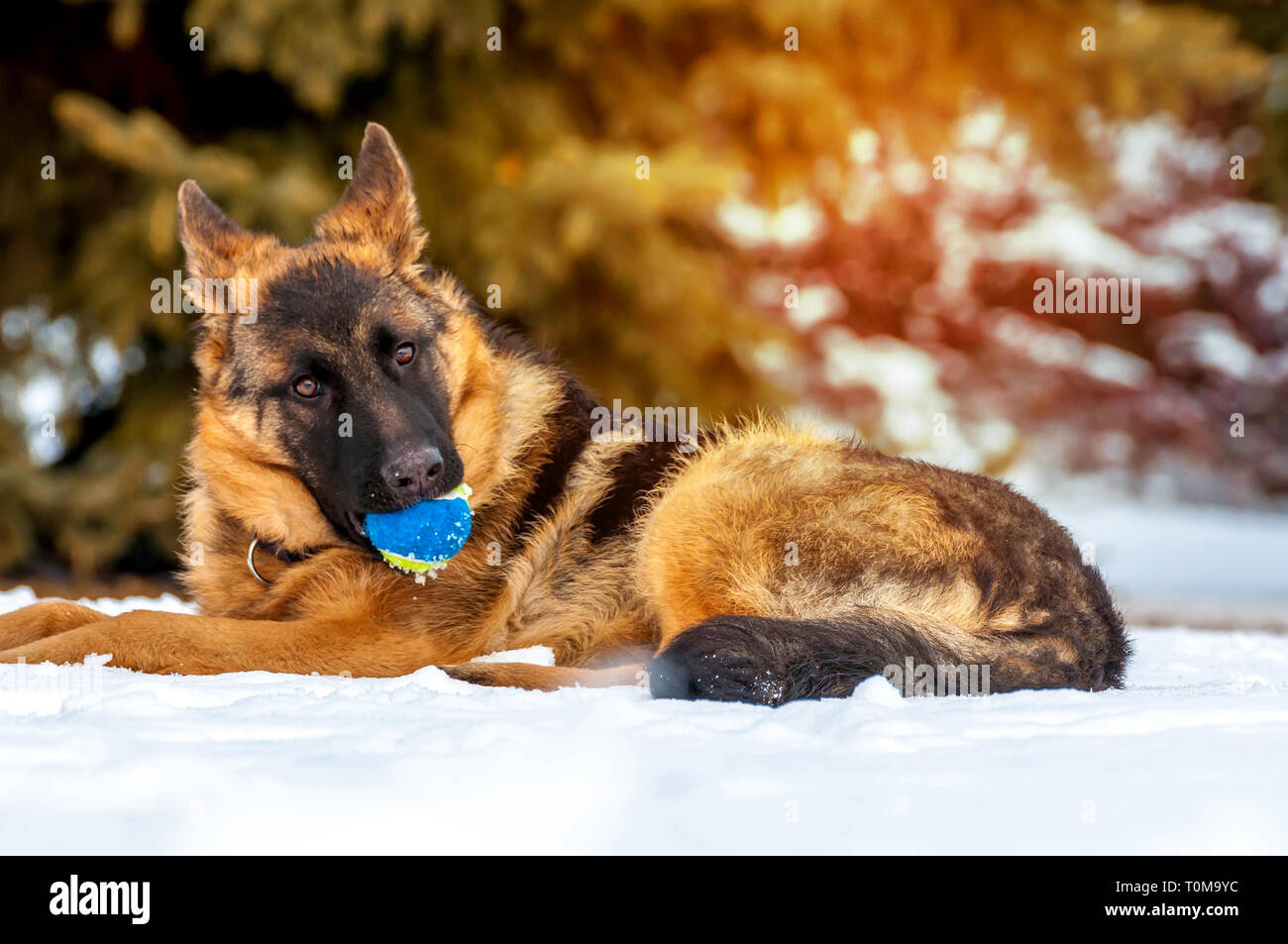Ein schöner verspielter Schäferhund Welpe Hund spielen mit einem Tennisball im Winter im Schnee. Stockfoto