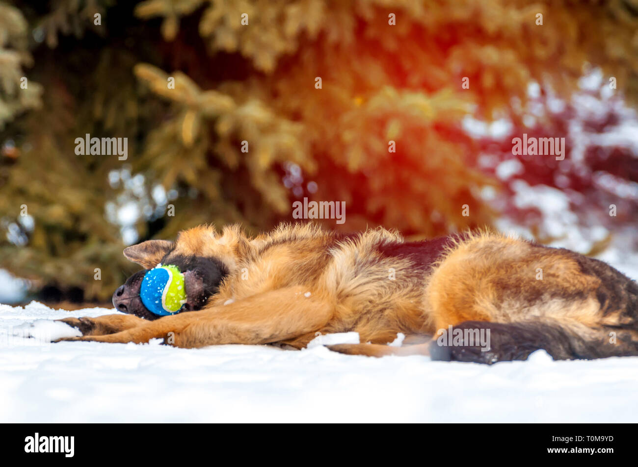 Ein schöner verspielter Schäferhund Welpe Hund spielen mit einem Tennisball im Winter im Schnee. Stockfoto