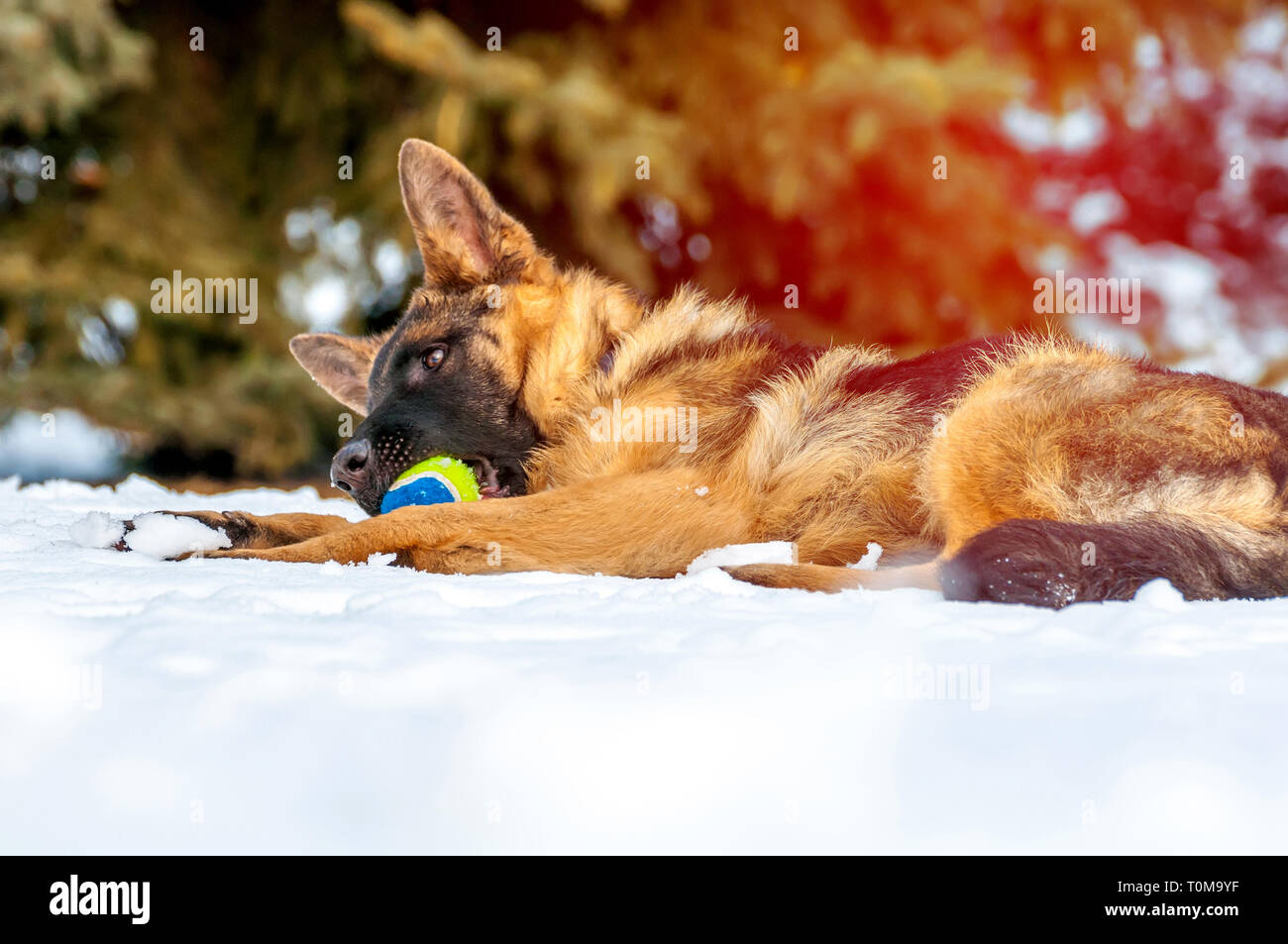 Ein schöner verspielter Schäferhund Welpe Hund spielen mit einem Tennisball im Winter im Schnee. Stockfoto