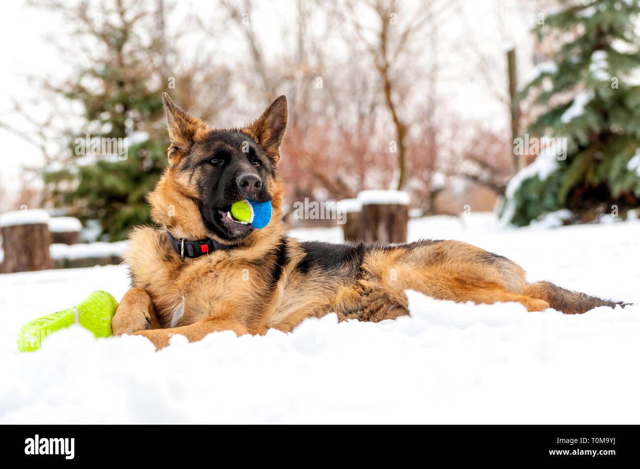 Ein schöner verspielter Schäferhund Welpe Hund spielen mit einem Tennisball im Winter im Schnee. Stockfoto